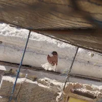 کبوتر|پرنده|ارومیه, |دیوار