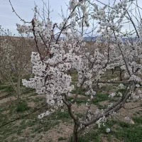باغ-ویلا-سامان