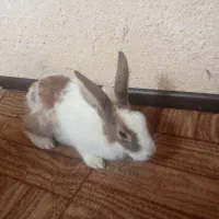 خرگوش|موش و خرگوش|پیشوا, |دیوار