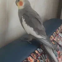 گمشده پرنده عروس هلندی چیکو