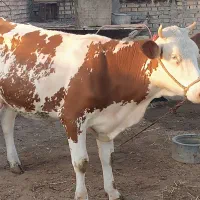 گاو|حیوانات مزرعه|کرخه, |دیوار