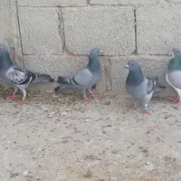 کبوتر پلاکی