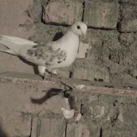 دو عدد کبوتر|پرنده|مهاجران, |دیوار