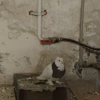 دونه ای 200ولی طوقی 400