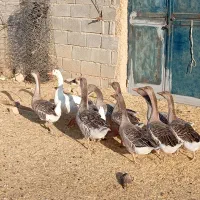 غاز فروش تخفیف هم داره|حیوانات مزرعه|سرپل ذهاب, |دیوار