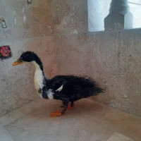 فروش اردک