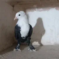 کفتر کلاغ کربلایی ( کلهسفید)|پرنده|تربتحیدریه, آغوی|دیوار