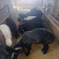 بره سوز ملحه درجه یک