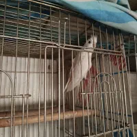 عروس هلندی مولد|پرنده|کرج, حسن آباد|دیوار