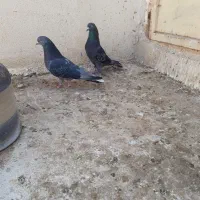 کبوتر گرو مایه