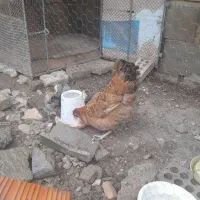 فروش مرغ محلی با جوجه ها