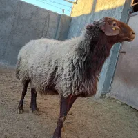 قوچ همو|حیوانات مزرعه|بزینه رود, |دیوار