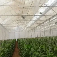 کارگر گلخانه تیران کرون