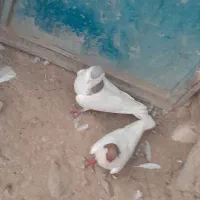یک جفت رنگه  خال ساده دم طوقی آلمانی دم سفید سار