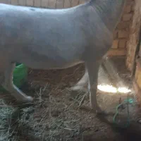 الاغ جوان نر