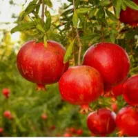 هرس درخت میوه