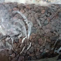 کشمش آفتابی