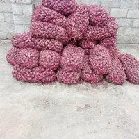 پیاز قرمز فروشی