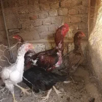 تخم مرغ لاری نطفه دار دونه 30000|حیوانات مزرعه|سبزوار, جهاد کشاورزی|دیوار