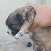 شیتزو تریر|سگ|مسجد سلیمان, |دیوار