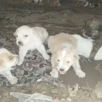 سگ دو ماهه همراه مادر نژاد خوب
