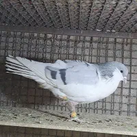 شصتی کبود نر پرنده درشت نژاددار