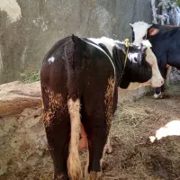 گوساله نر