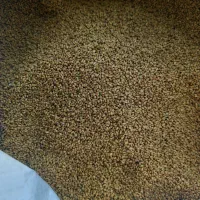 بذ ر یونجه بغدادی|حیوانات مزرعه|ریگ, |دیوار