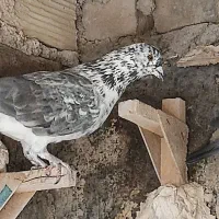 کفتر پلاکی|پرنده|شیراز, امام حسین|دیوار