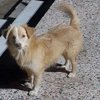 اشپیتز پامر