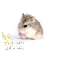 همستر مینیاتوری