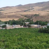 باغ-انگور