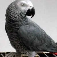 کاسکو ماده ۷ساله