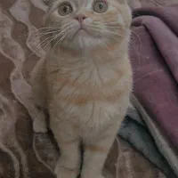 اسکاتیش نر دبل فولد گلد گارفیلدی|گربه|تهران, شهرک استقلال|دیوار