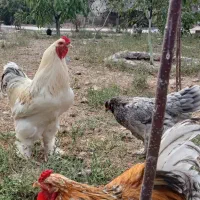 تخم نطفه دار برهمای اصیل|حیوانات مزرعه|قزوین, |دیوار