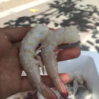 سفارش ماهی و میگو از بوشهر، تحویل درب منزل