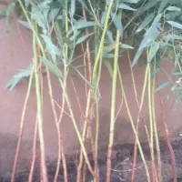 گلخانه|خدمات باغبانی و درختکاری|مسجد سلیمان, |دیوار