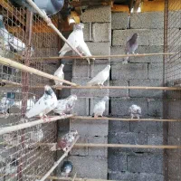 کبوتر پروازی|پرنده|رشت, پیرکلاچای|دیوار