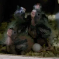 جوجه عروس|پرنده|قم, شهرک مهدیه (مدرس)|دیوار