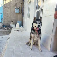 واگذاری یک عدد هاسکی ماده