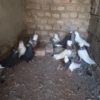 کفتر