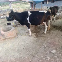 گاو شیری فروشی هشت ماه ابستن