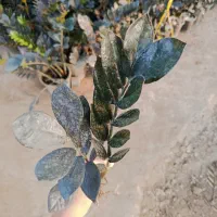 زامو بلک ریشه لخت|گل و گیاه طبیعی|بابل, |دیوار