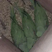 گرینچیک.شاهطوطی.کبوتر.عروس هلندی
