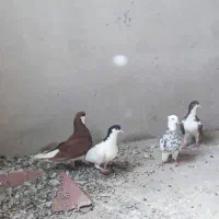 کفتر پرشی