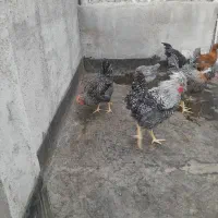خروس