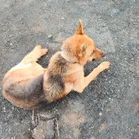 واگذاری سگ ژرمن باهوش هوشیار ودوچرخه ساده
