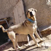 سگ پژدر|سگ|اراک, |دیوار
