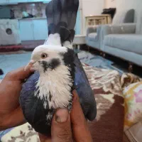 ی کفتر نر کاکلی شمرونی|پرنده|قرچک, شهرک طلائیه|دیوار