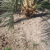 فروش پاجوش(جنگ درخت)|گل و گیاه طبیعی|بم, |دیوار